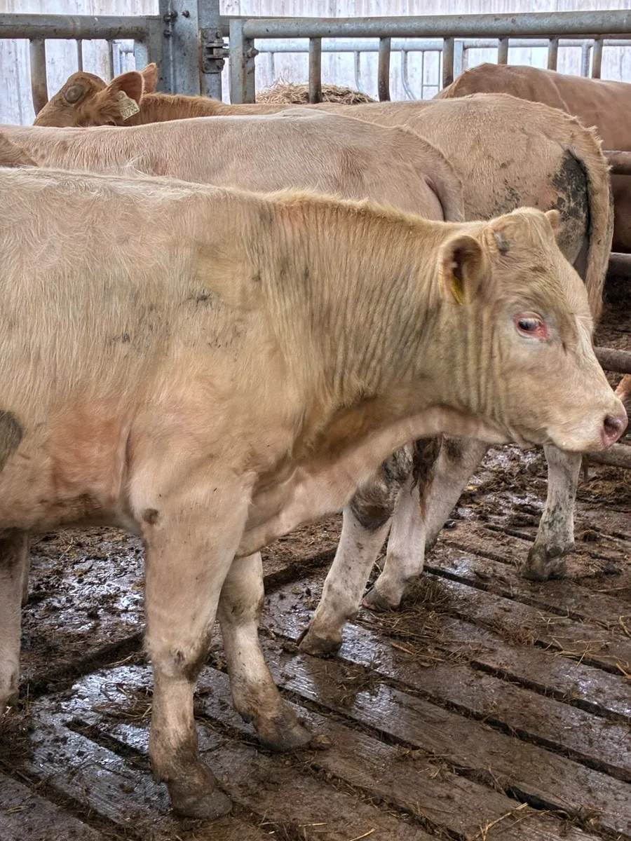 SUPER QUALITY CH BULLOCKS  380/390KG - Image 1