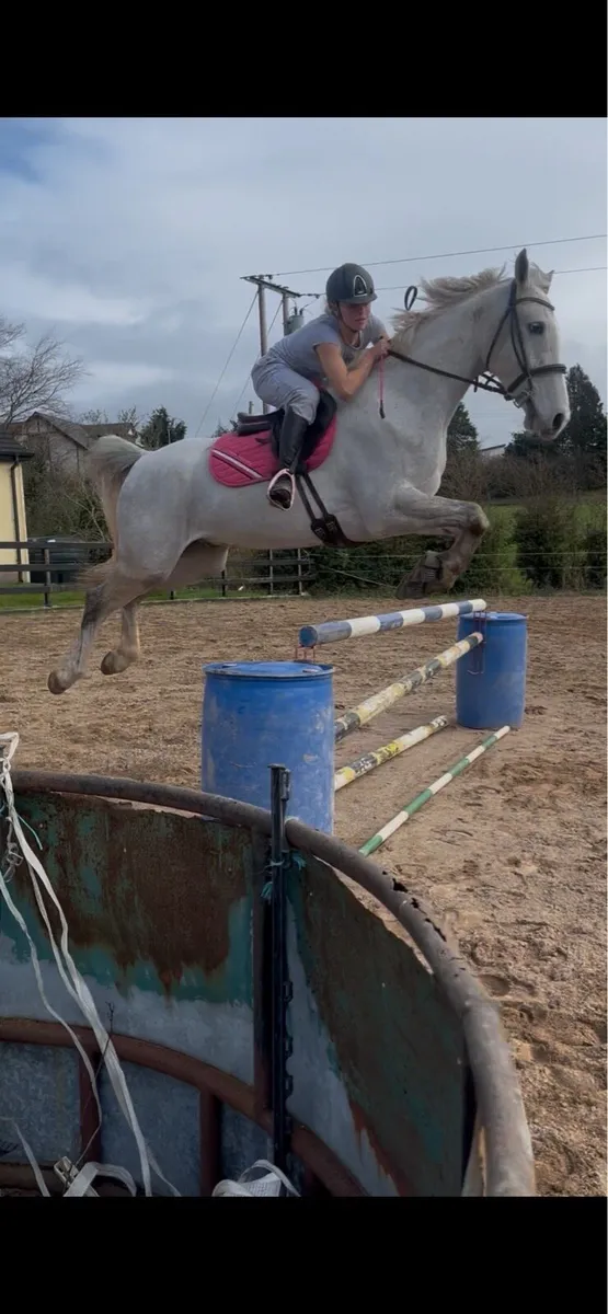 16.2 showjumping horse - Image 3
