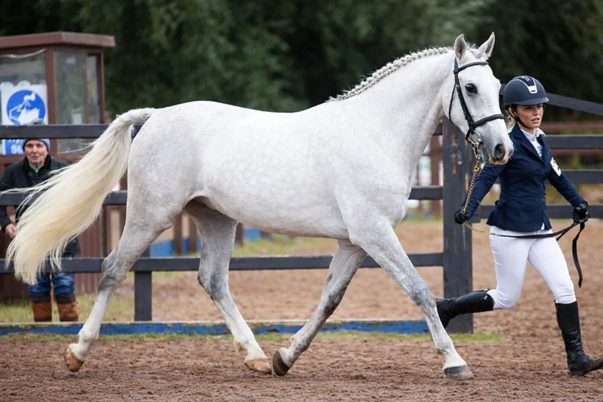 16.2 showjumping horse - Image 1