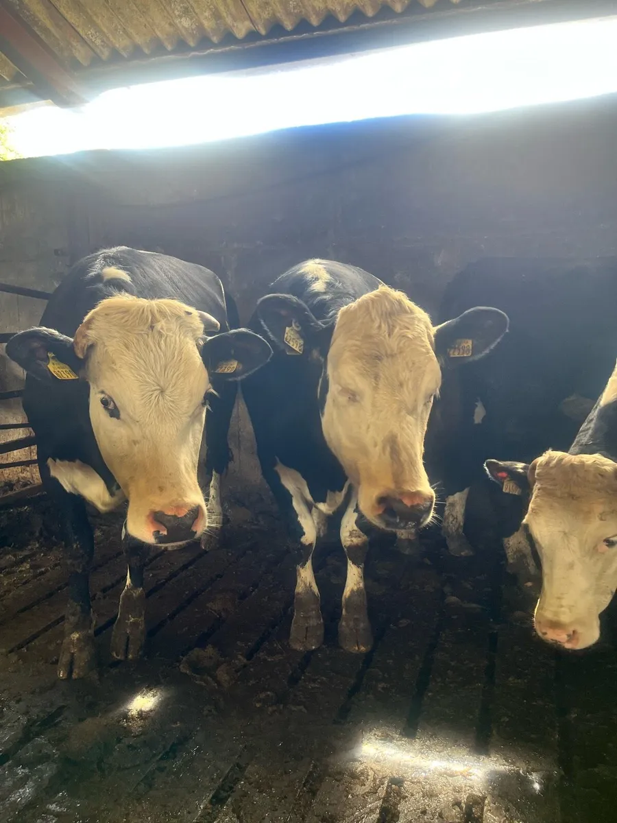 29 strong heifers - Image 4