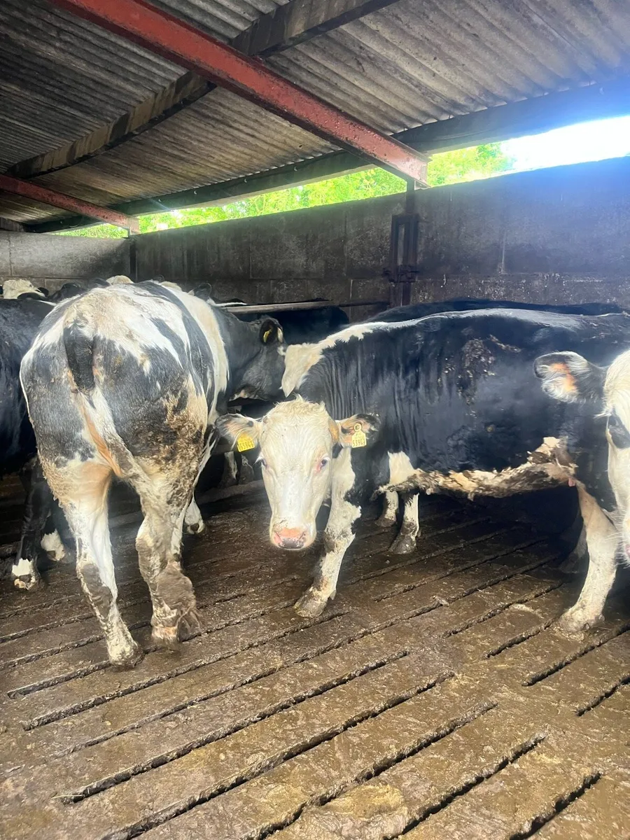 29 strong heifers - Image 1
