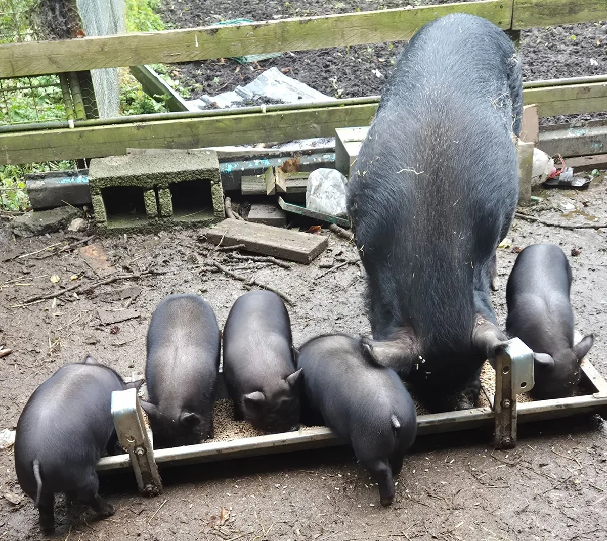Piglets - Image 2