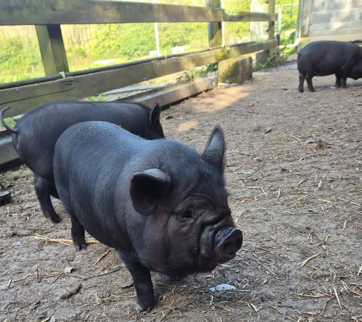 Piglets - Image 3