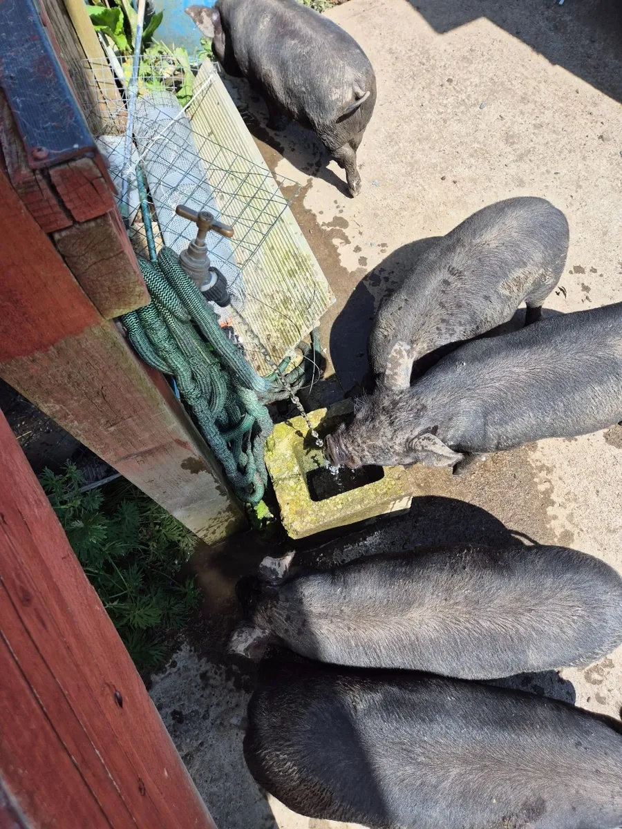 Piglets - Image 4