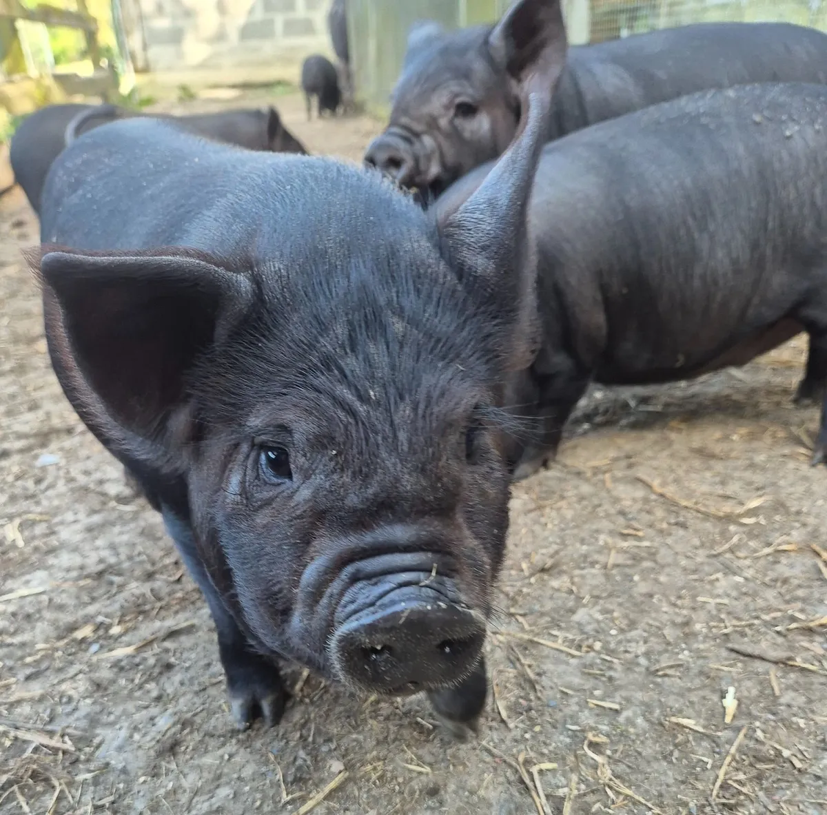 Piglets - Image 1