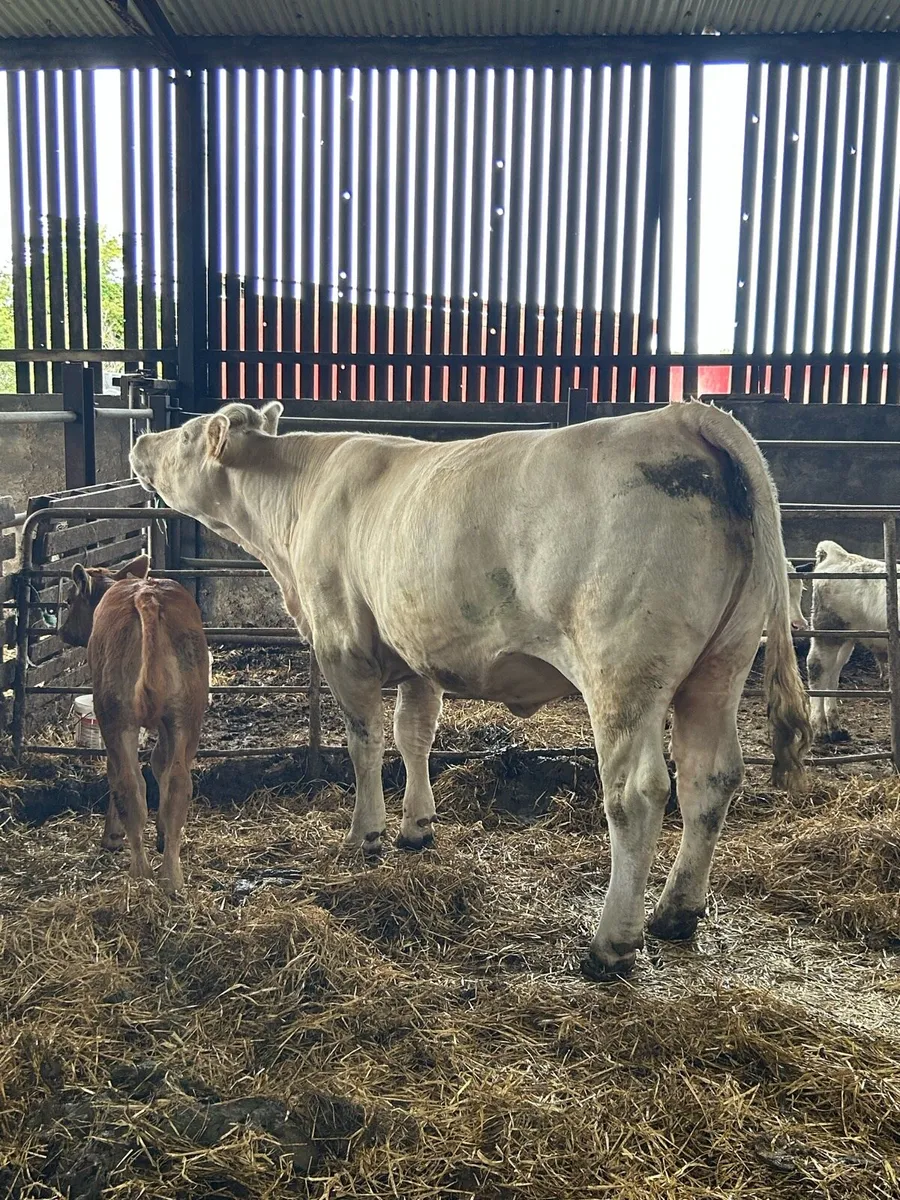 Heifer with calf at foot for ballinasloe mart - Image 1