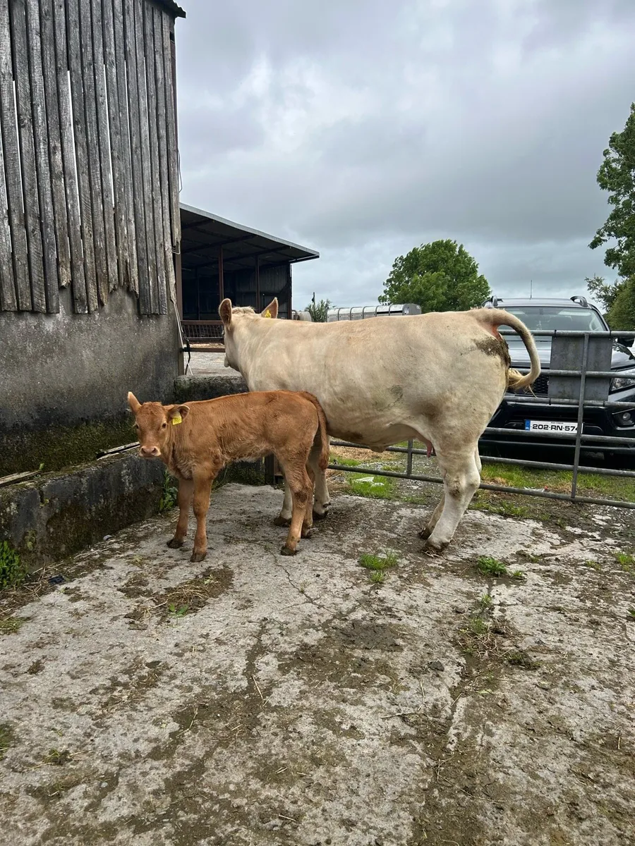 Heifer with calf at foot for ballinasloe mart - Image 3