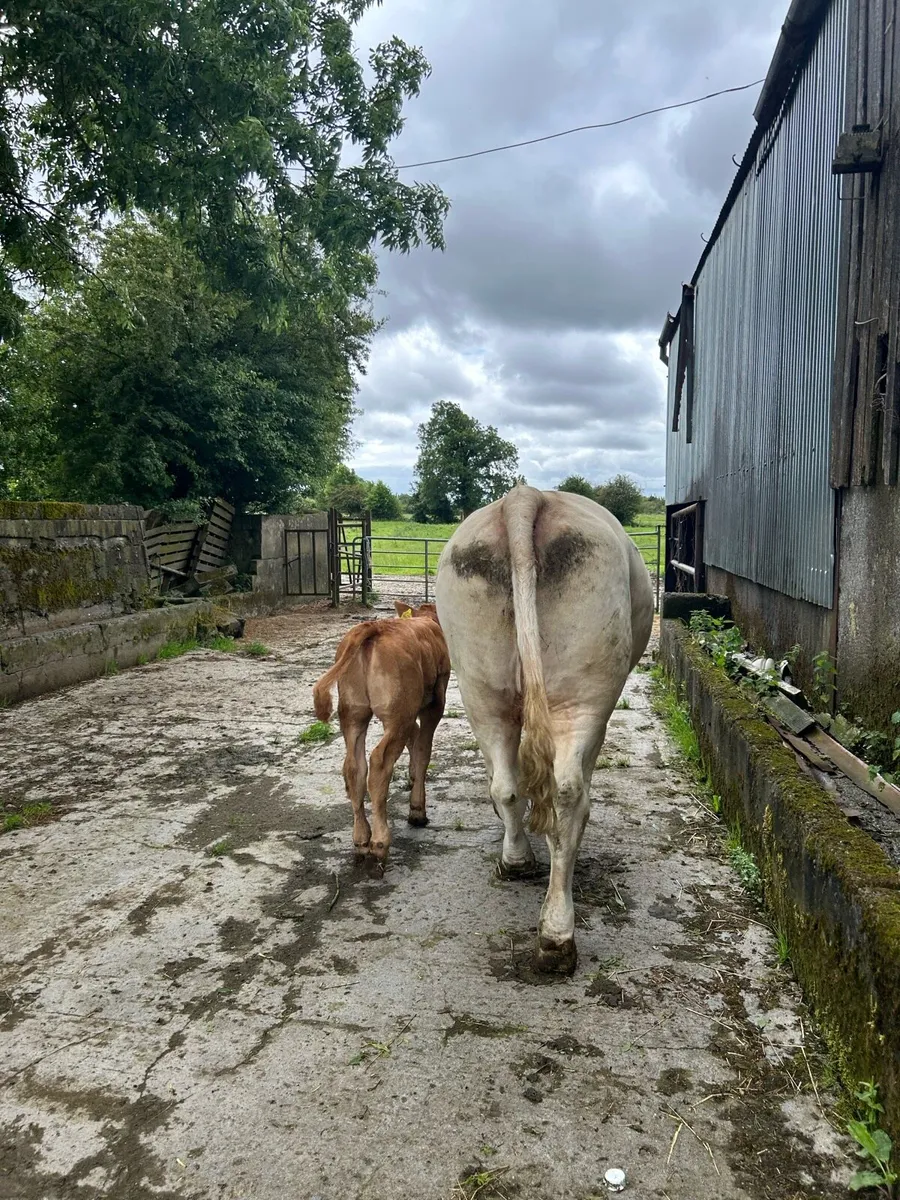 Heifer with calf at foot for ballinasloe mart - Image 4