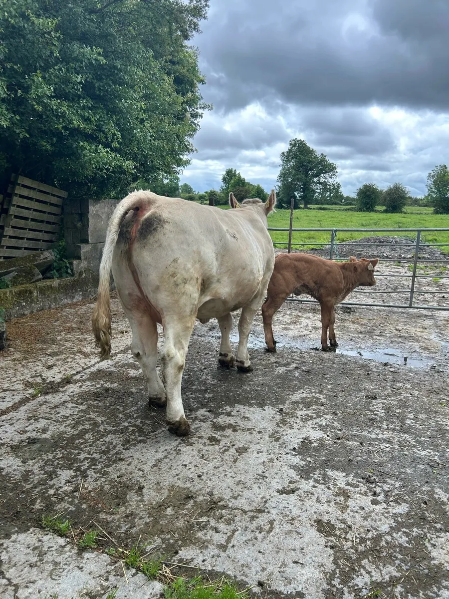Heifer with calf at foot for ballinasloe mart - Image 2