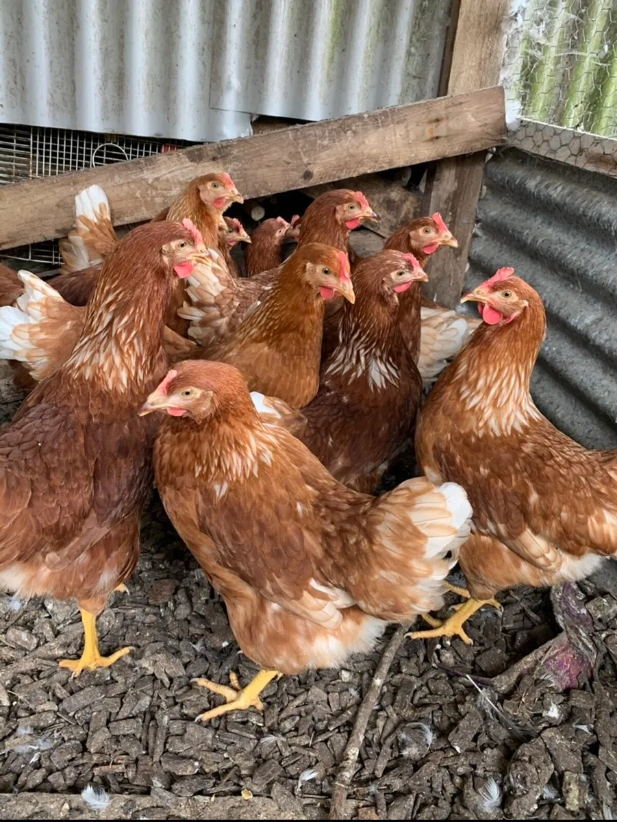 Point of Lay Pullets - Image 2