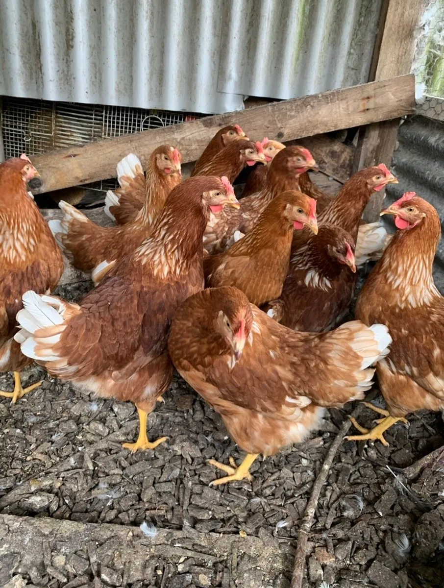 Point of Lay Pullets - Image 3