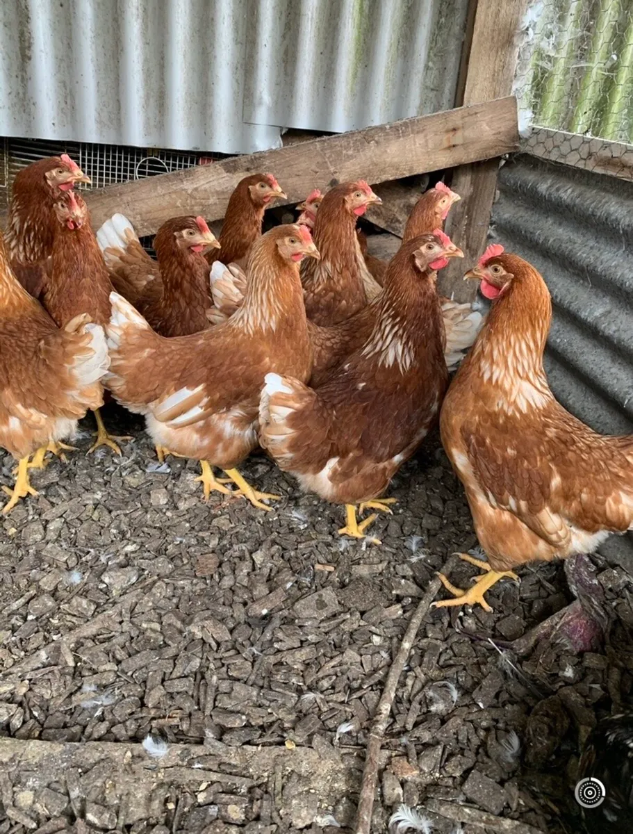 Point of Lay Pullets - Image 4