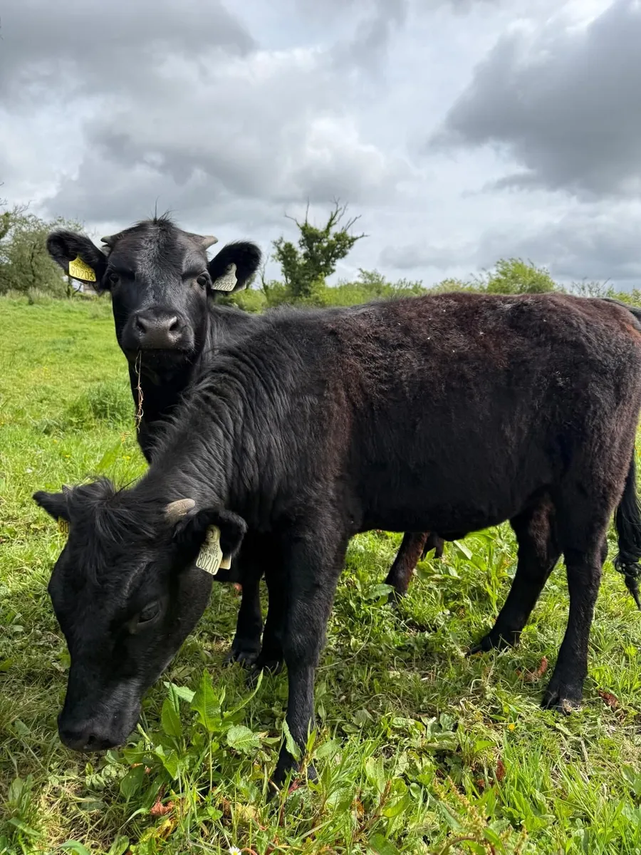 Heifers Dexter Pedigree - Image 1