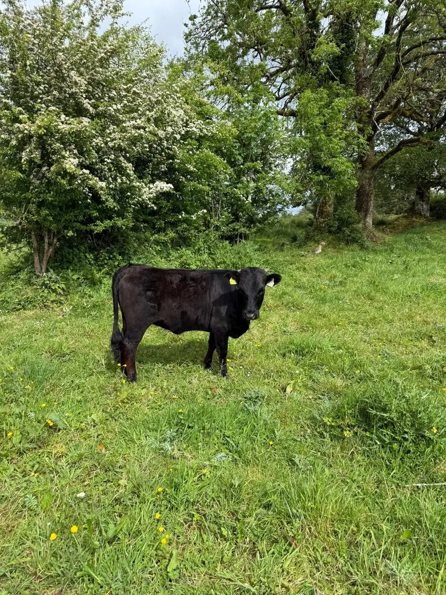 Heifers Dexter Pedigree - Image 2