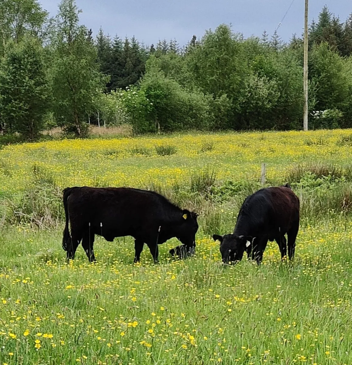 Heifers Dexter Pedigree - Image 3
