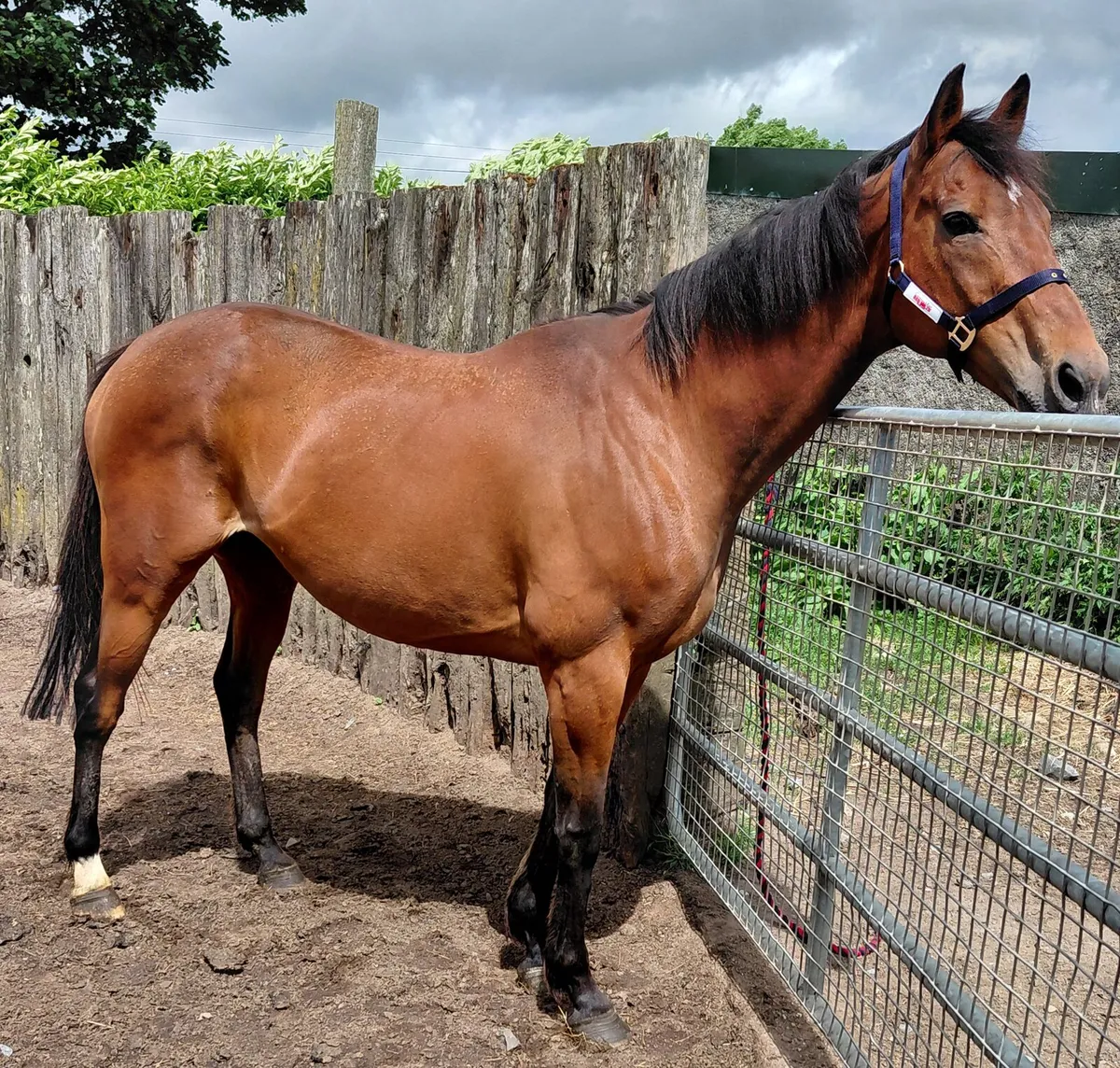 TB Mare scanned in foal to palomino cob - Image 2