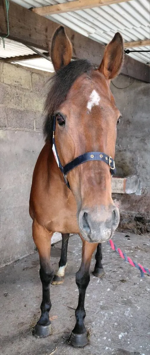 TB Mare scanned in foal to palomino cob - Image 3