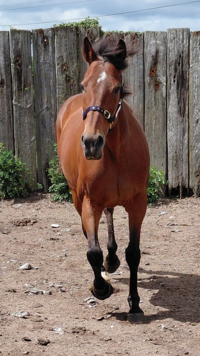 TB Mare scanned in foal to palomino cob - Image 4