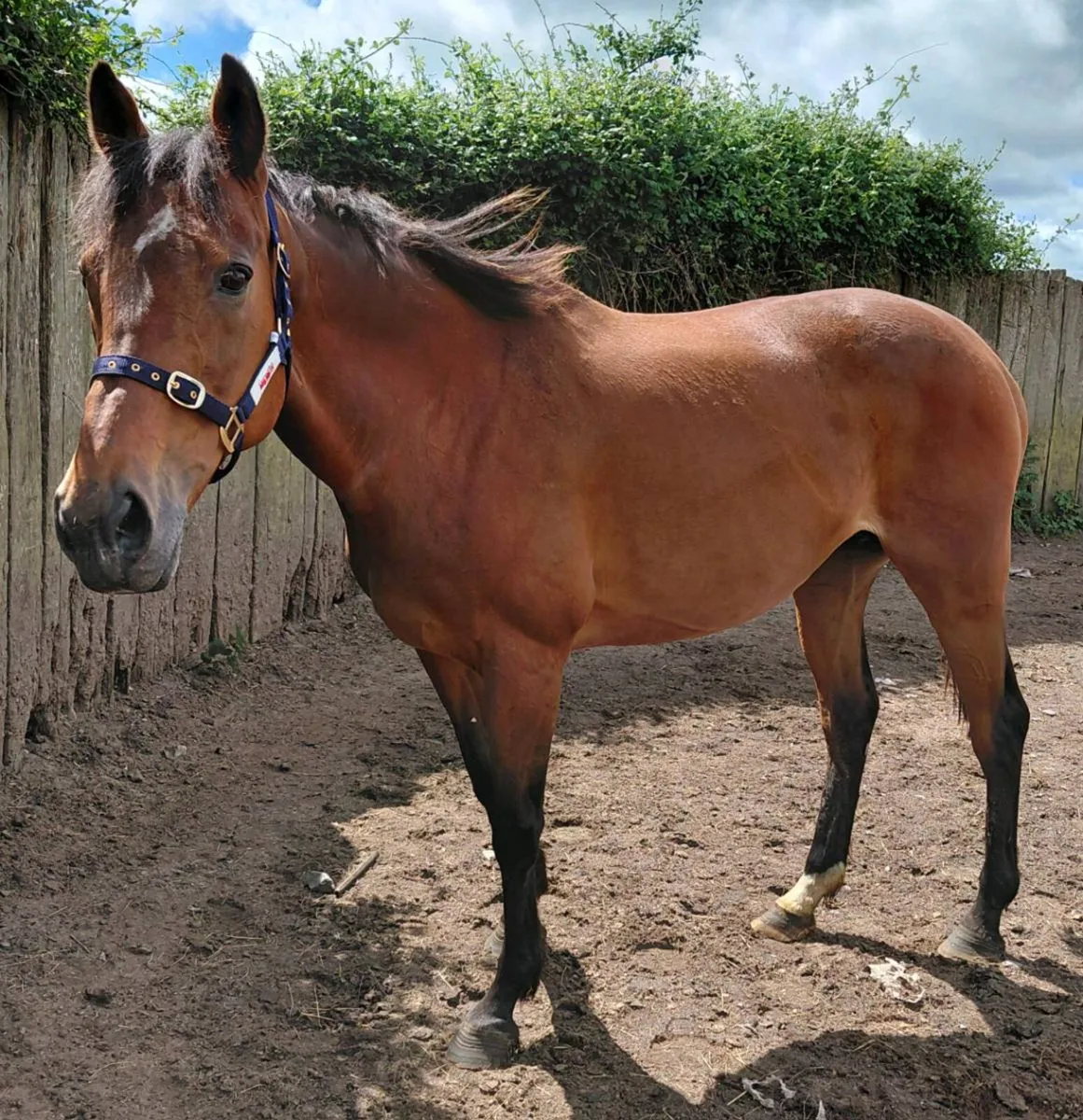 TB Mare scanned in foal to palomino cob - Image 1