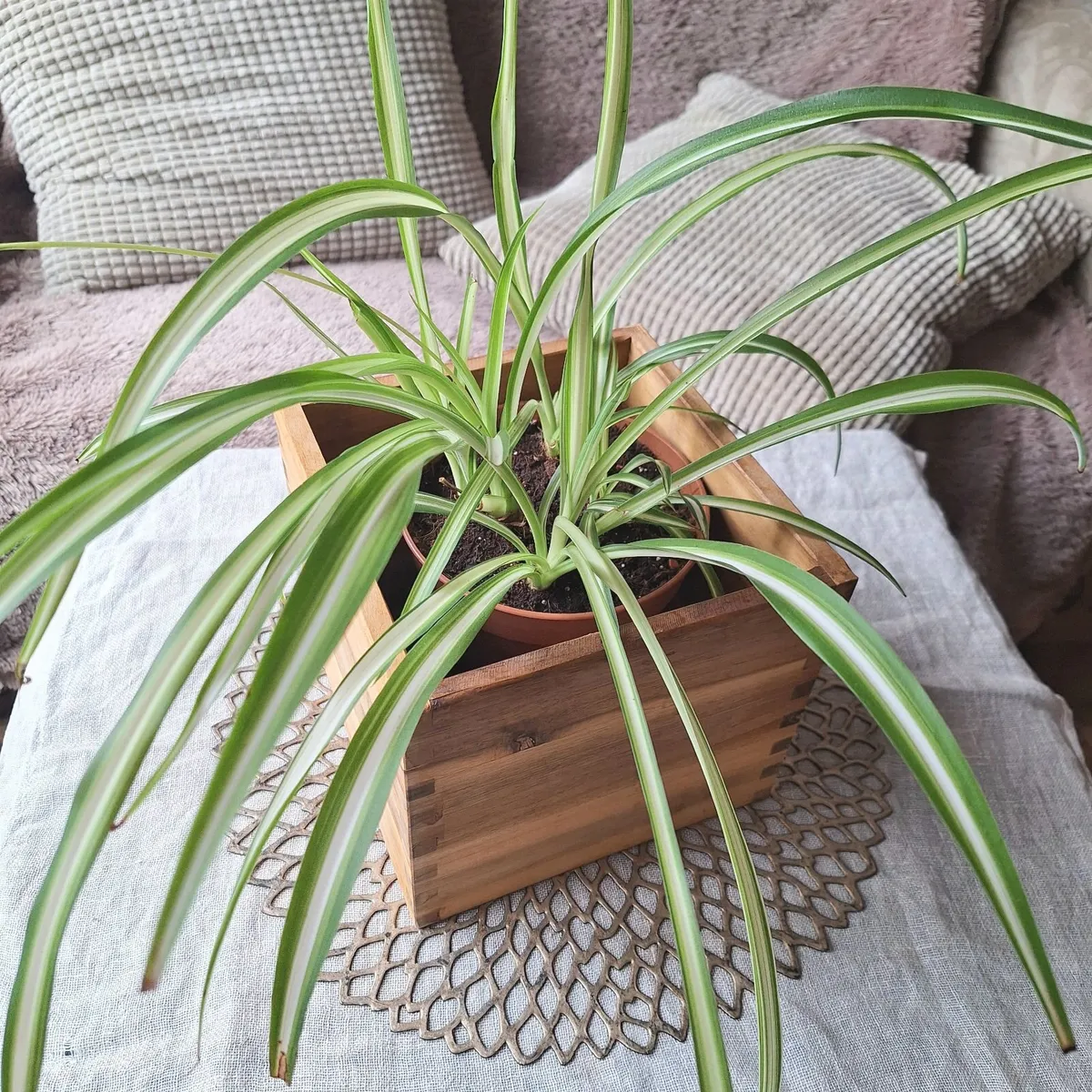 Healthy Spider Plant in Wooden Planter - Image 1