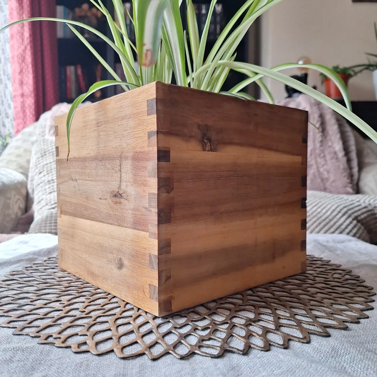 Healthy Spider Plant in Wooden Planter - Image 2