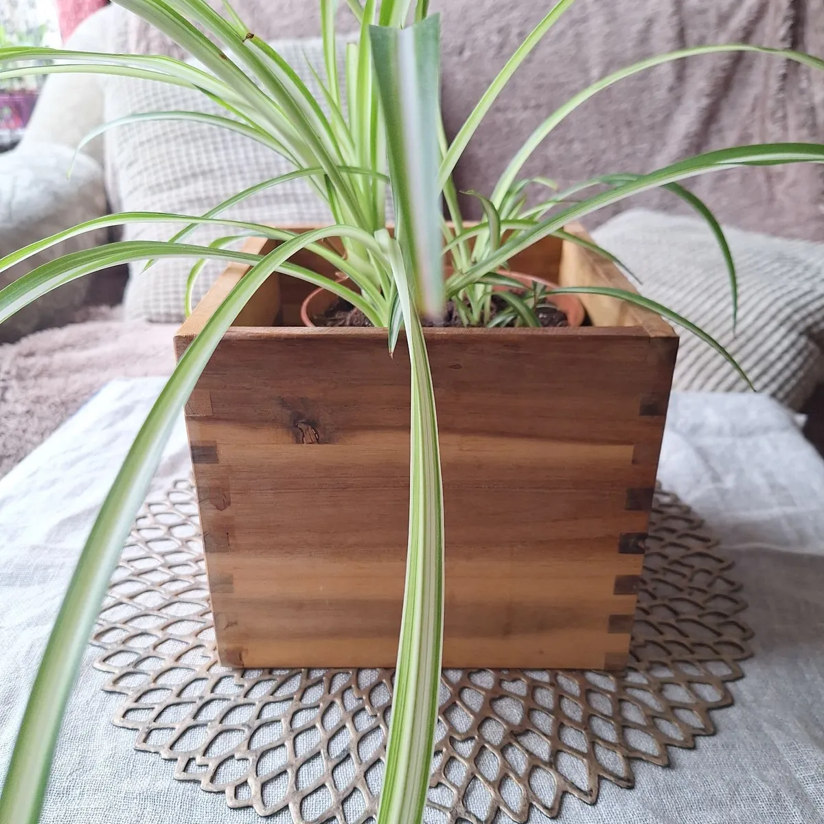 Healthy Spider Plant in Wooden Planter - Image 3