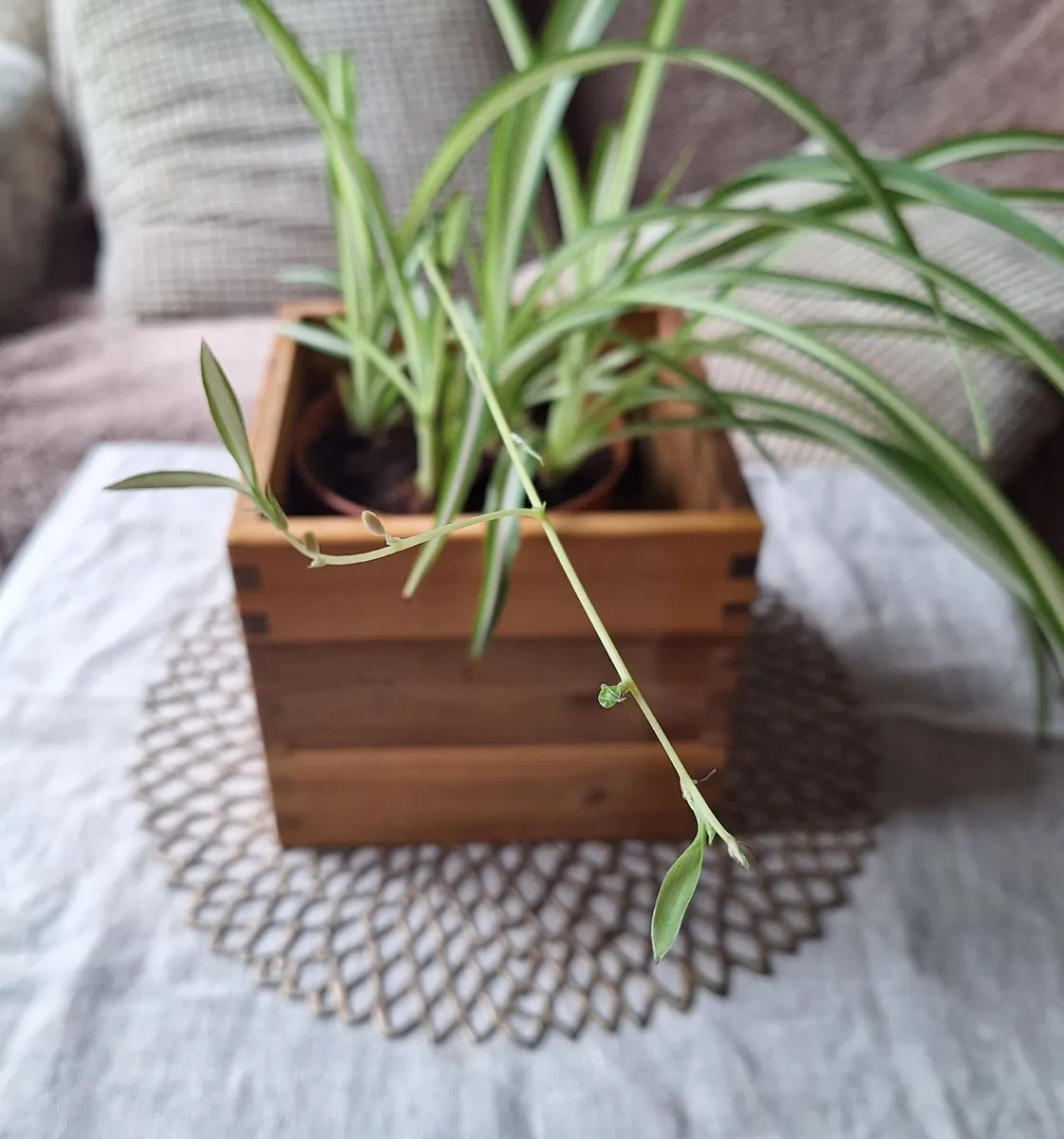 Healthy Spider Plant in Wooden Planter - Image 4