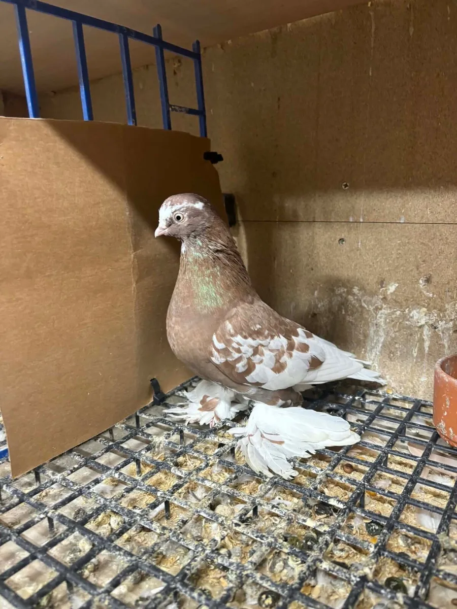 Fancy pigeons - Image 2