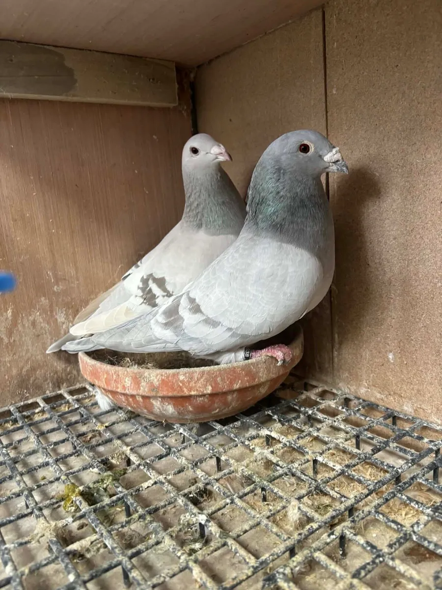 Fancy pigeons - Image 1