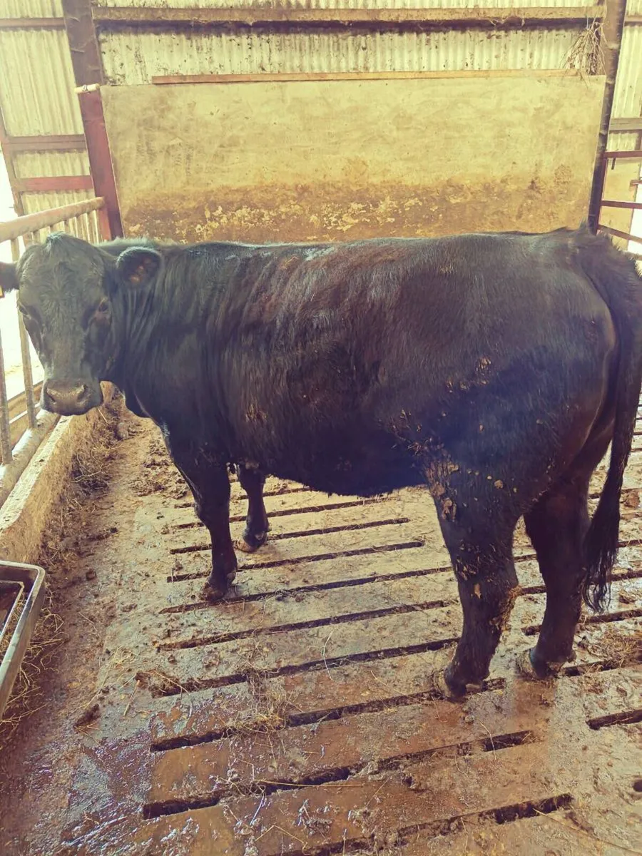 P.B. AA Heifers - Image 1