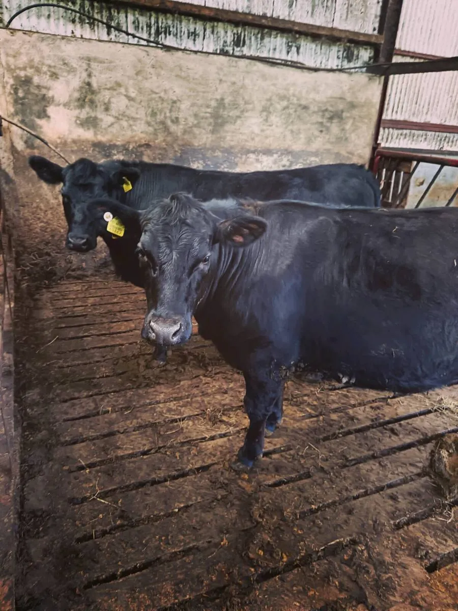 P.B. AA Heifers - Image 2