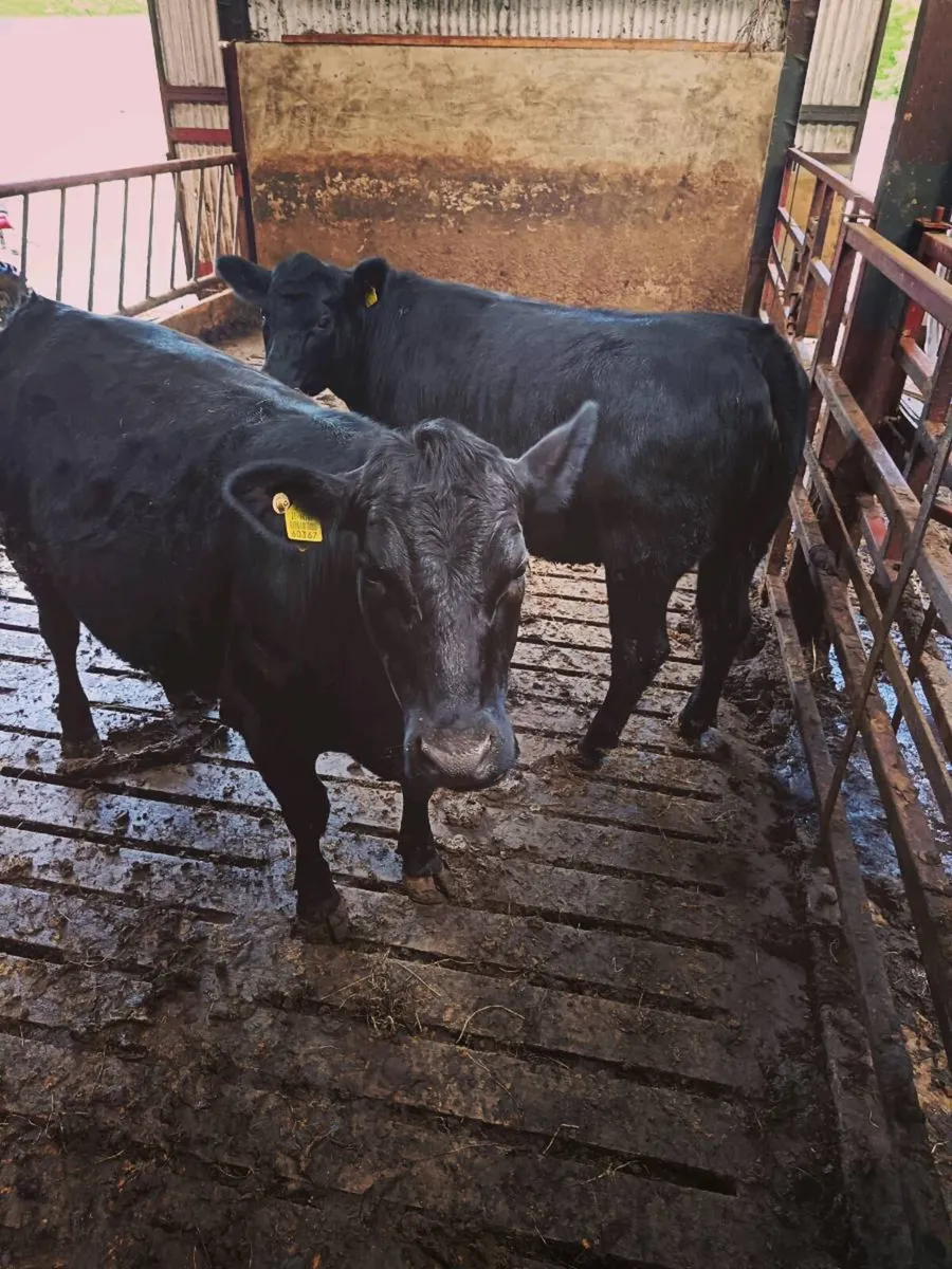 P.B. AA Heifers - Image 3
