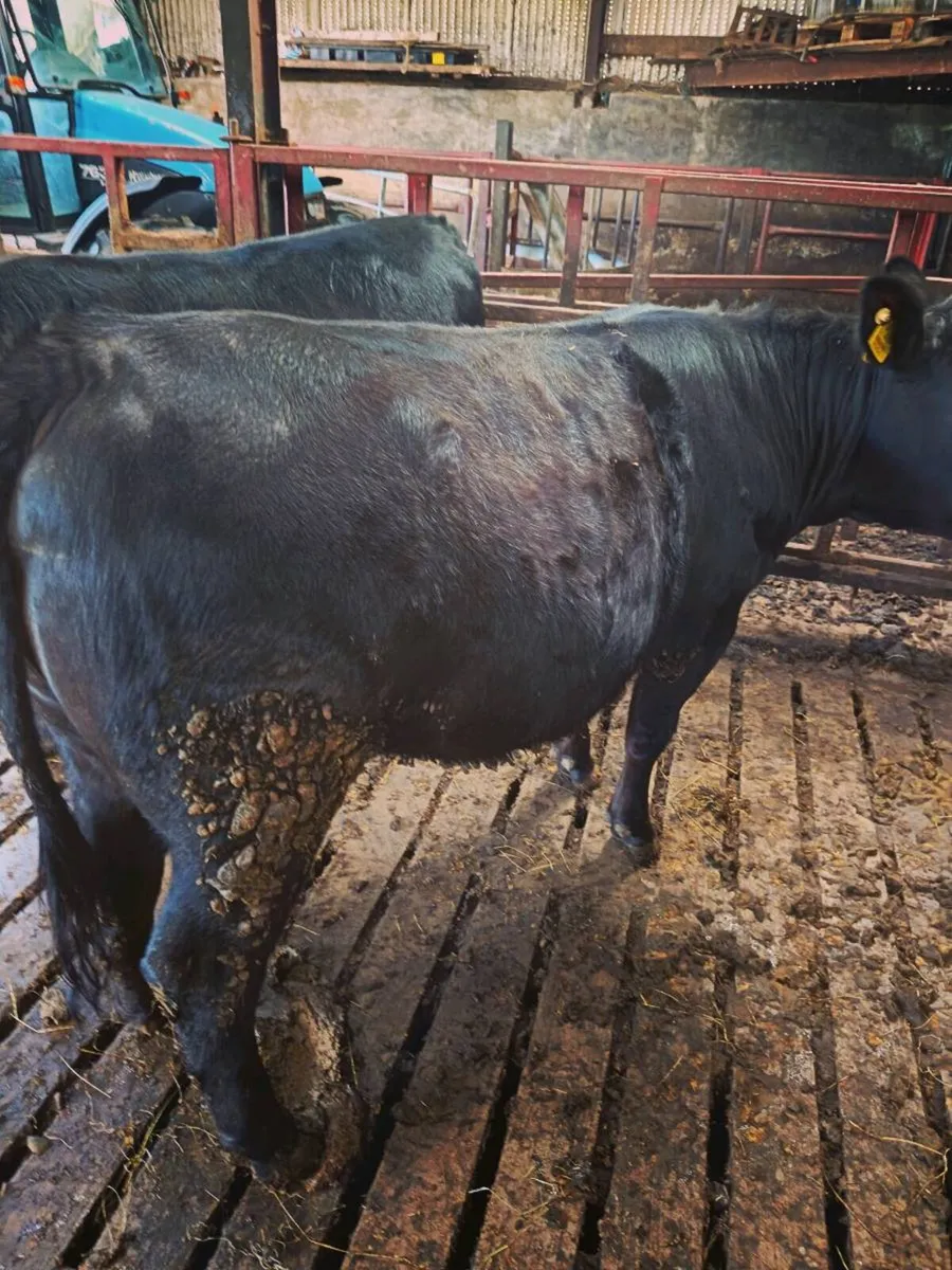 P.B. AA Heifers - Image 4