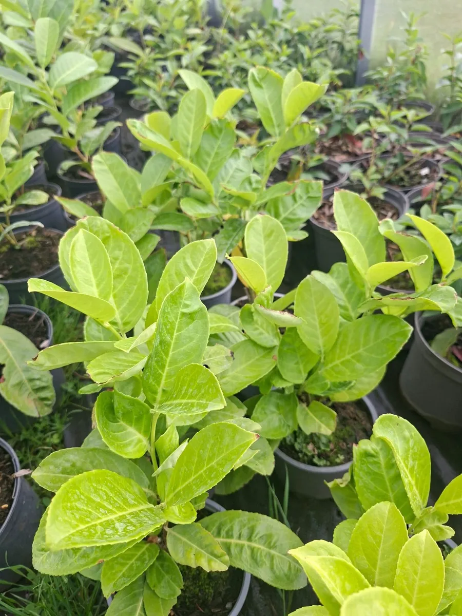 Laurel - Image 2