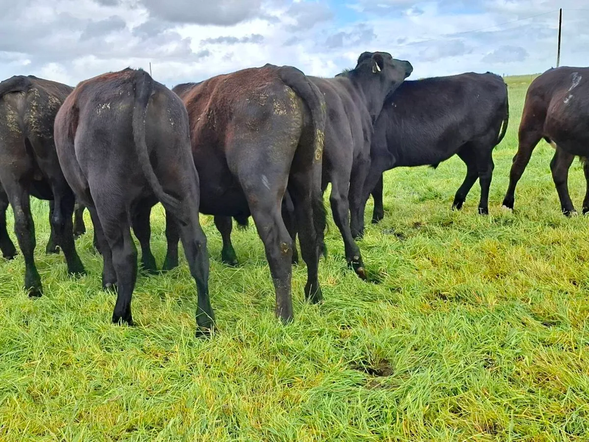 12 Super bullocks - Image 2