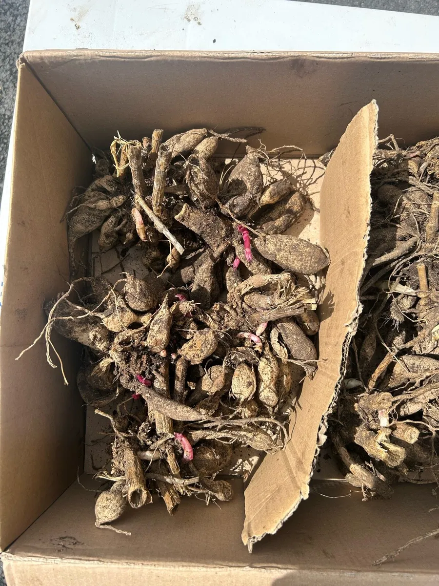 Dahlia tubers - Image 4