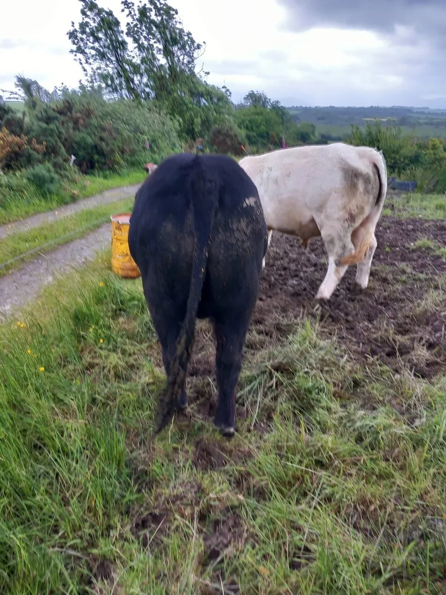 Two 5 Star Bulls - PBNR - Image 1