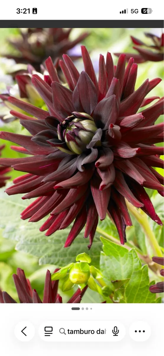Dahlia tubers - Image 1