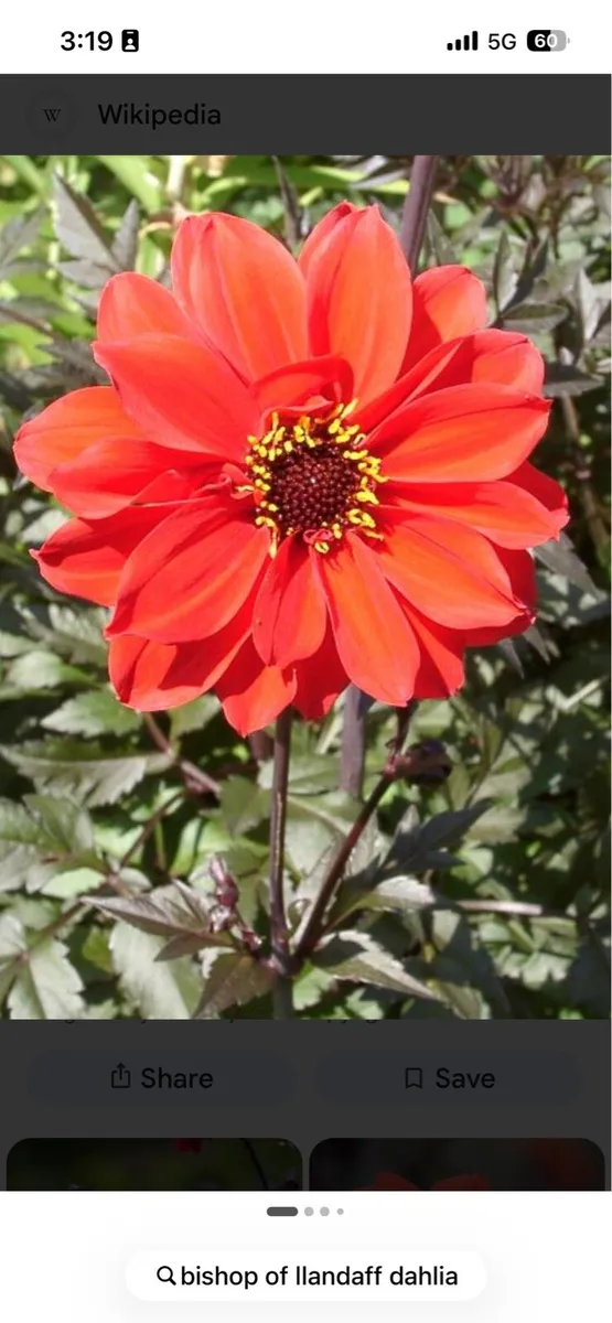Dahlia tubers - Image 2