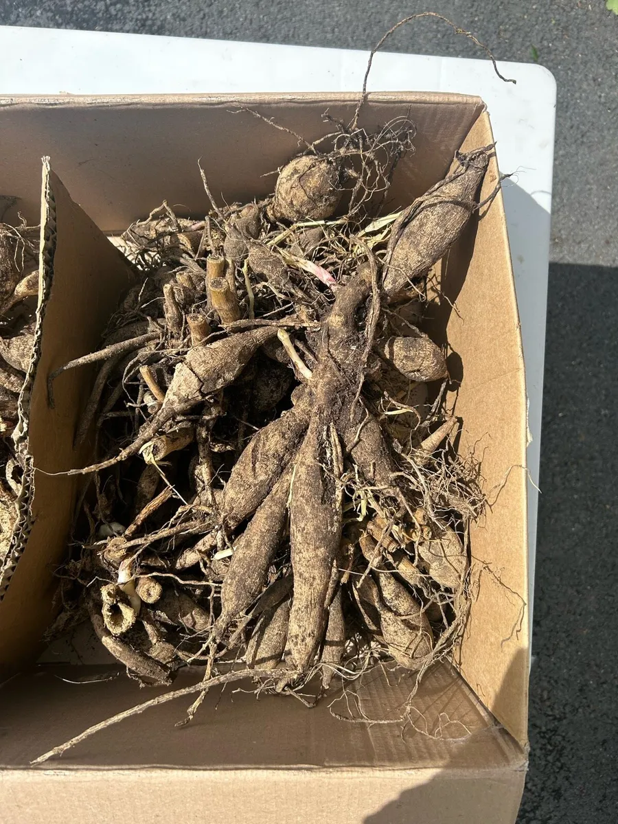 Dahlia tubers - Image 3