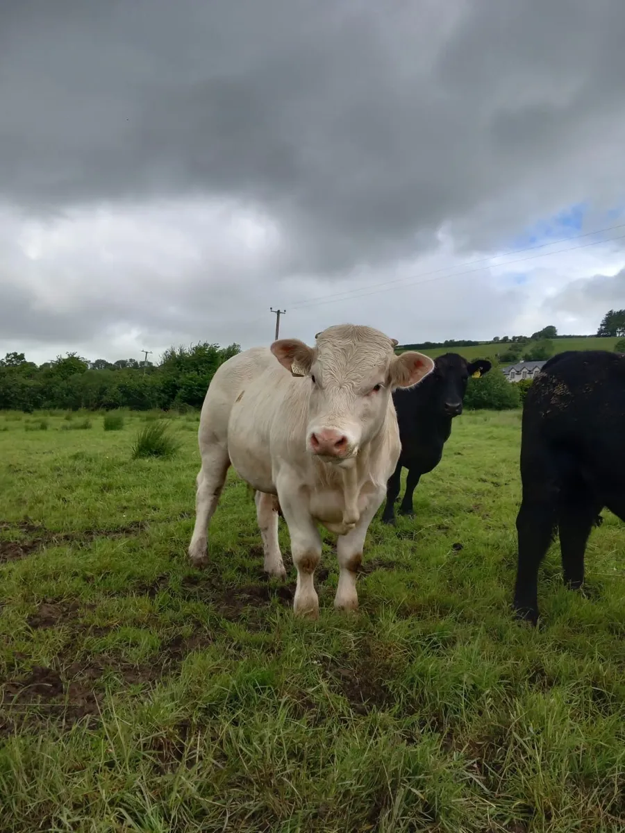 Two 5 Star Bulls - PBNR - Image 2