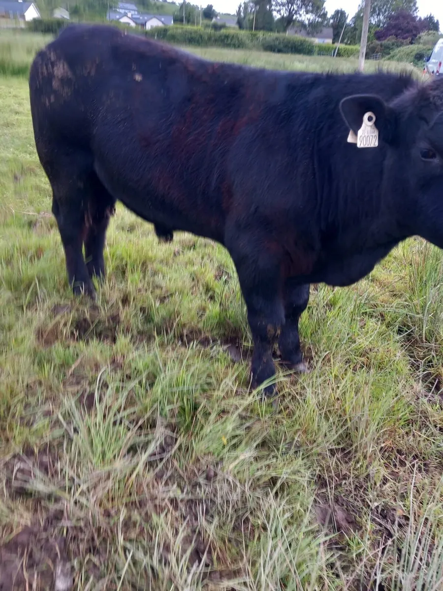 Two 5 Star Bulls - PBNR - Image 3