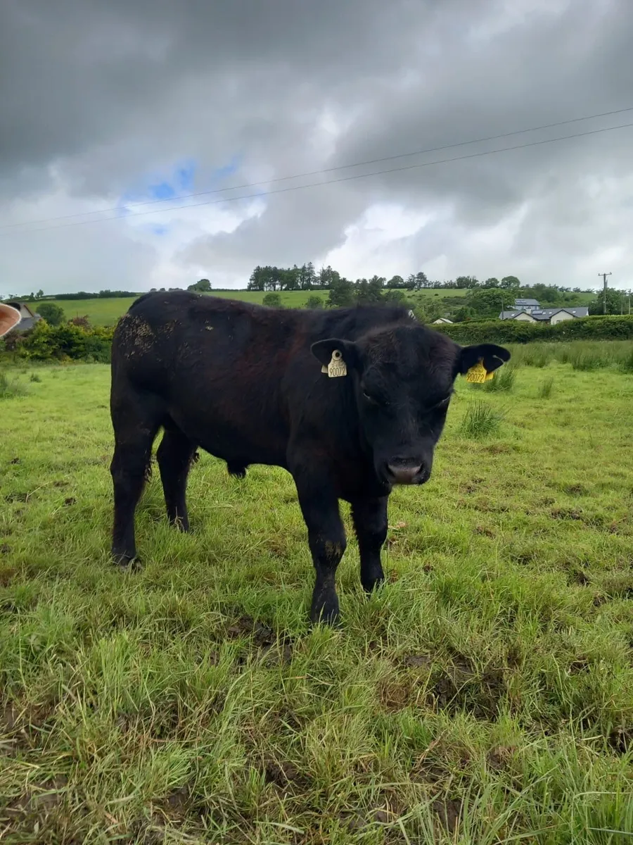 Two 5 Star Bulls - PBNR - Image 4