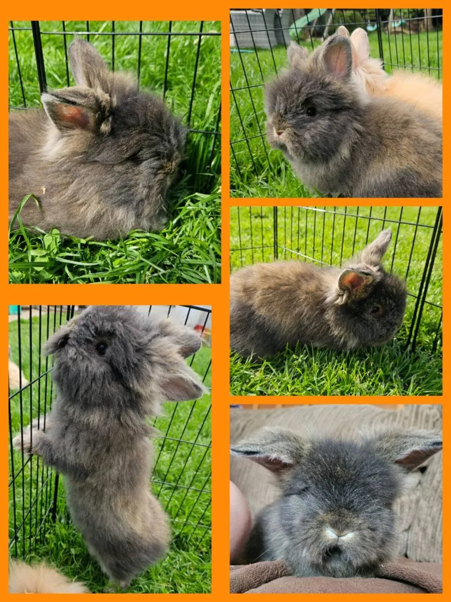 Gorgeous fluffy baby bunnies! 🐰💕 - Image 3
