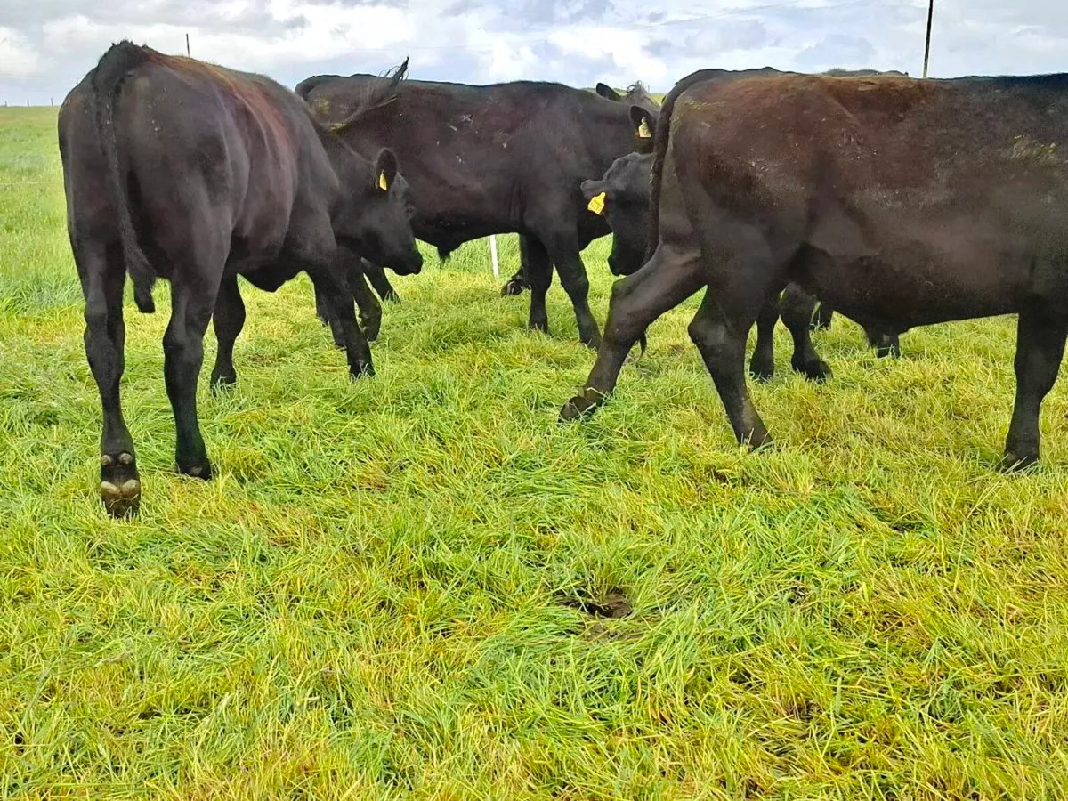12 Super bullocks - Image 3