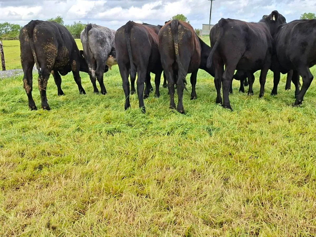 12 Super bullocks - Image 4