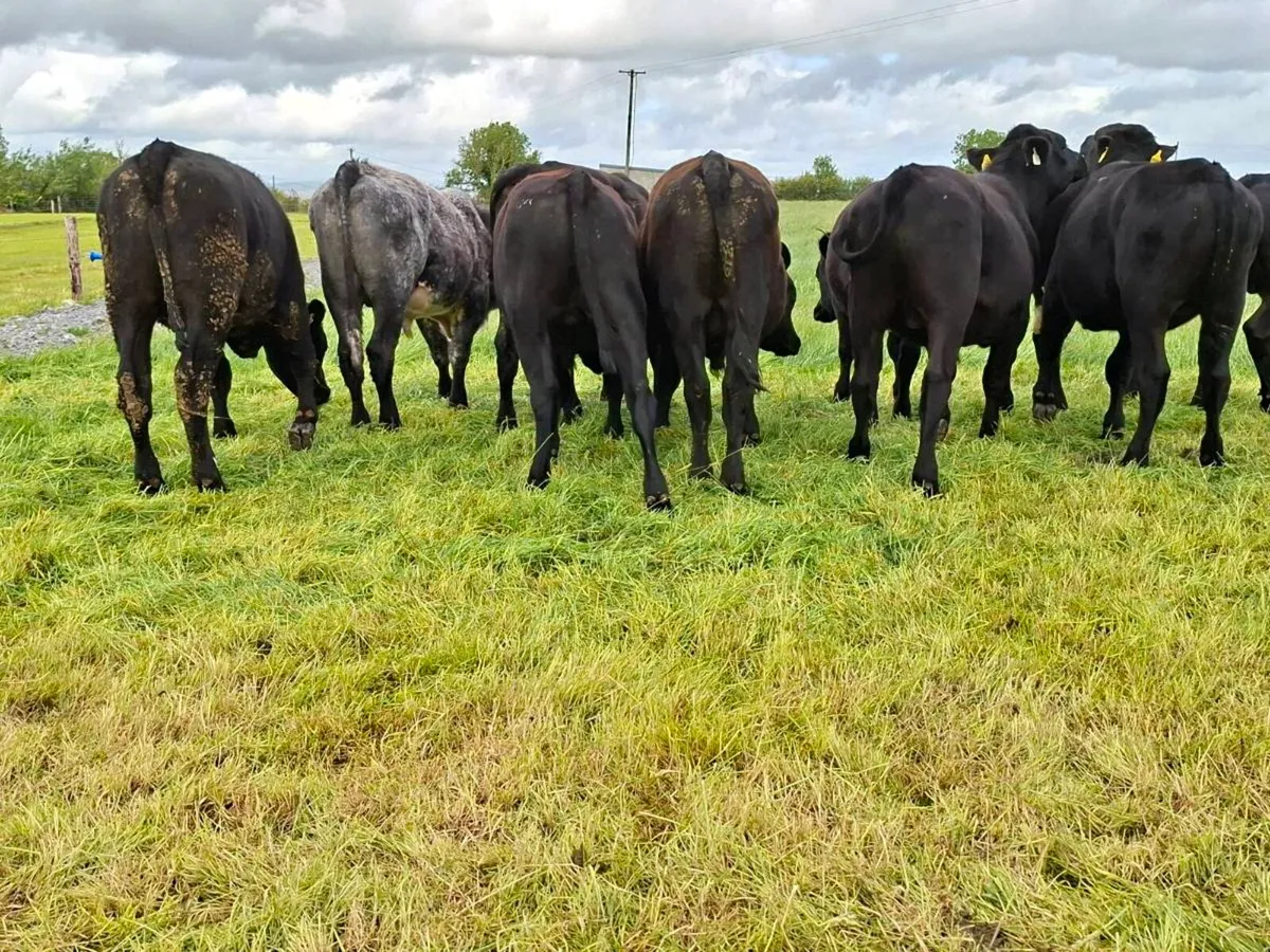12 Super bullocks - Image 1
