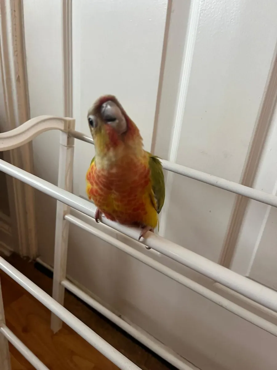Conure - Image 1