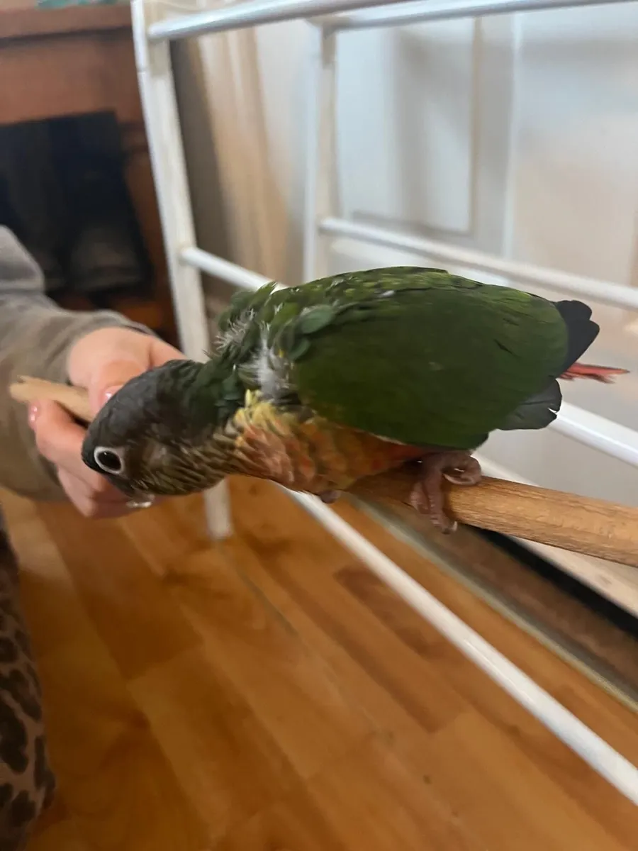 Conure - Image 4