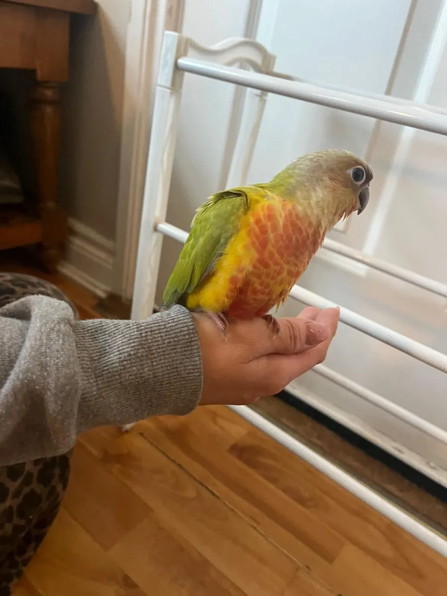Conure - Image 2